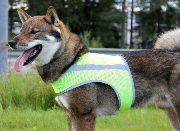 Koiran huomioliivi Brava ATTE neonkeltainen