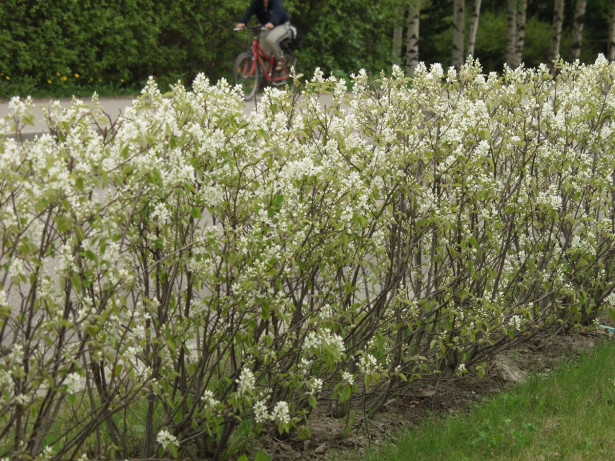 Isotuomipihlaja Amelanchier spicata Viheraarni, aitataimi