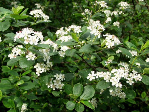 Koristearonia Aronia x prunifolia Viheraarni, aitataimi