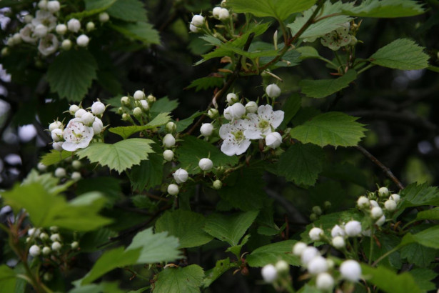 Aitaorapihlaja Crataegus grayana Viheraarni, aitataimi