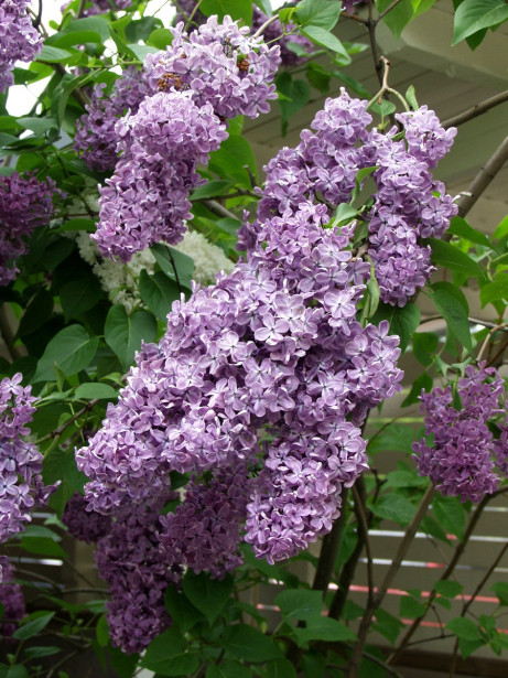 Pihasyreeni Syringa vulgaris Viheraarni, aitataimi