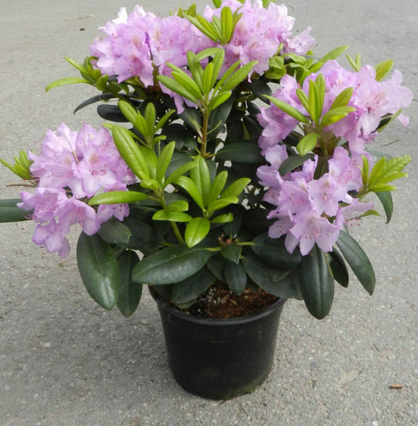 Puistoalppiruusu Rhododendron Viheraarni Cataw. Grandiflorum 30-40