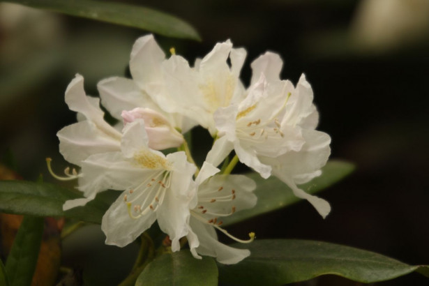 Valkoalppiruusu Rhododendron Viheraarni Cunninghams White 30-40