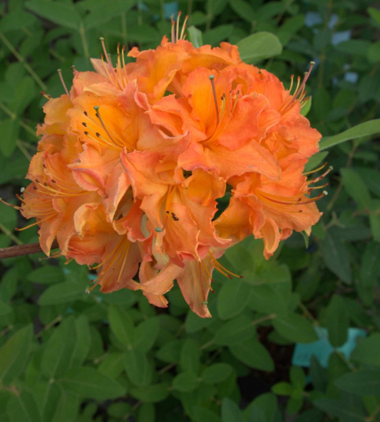 Revontuliatsalea Rhododendron Viheraarni Mandarin Lights 30-40