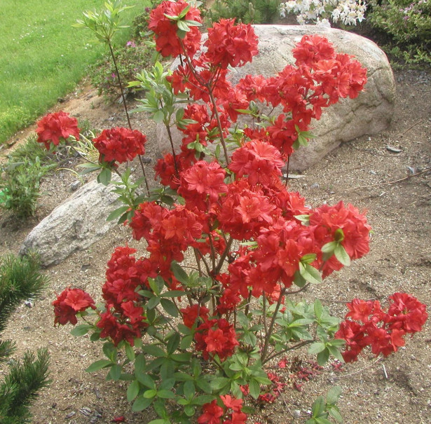 Atsalea Rhododendron Viheraarni Nabucco 30-40