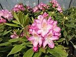 Alppiruusu Eija Viheraarni Rhododendron Eija 30-40