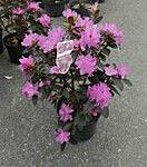 Dahurianalppiruusu Viheraarni Rhododendron P.J. Mezitt 30-40