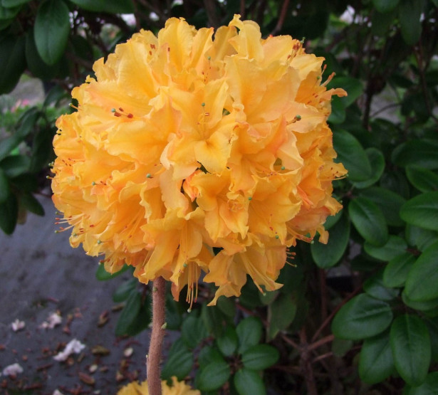 Revontuliatsalea Rhododendron Viheraarni Golden Lights 30-40