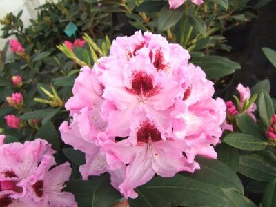 Alppiruusu Rhododendron Viheraarni Royal Butterfly 30-40