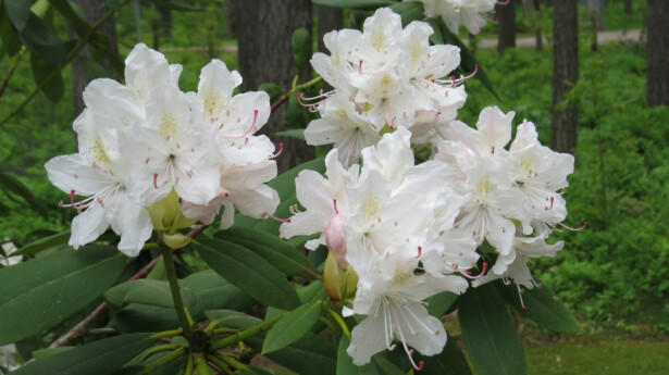 Valkoalppiruusu Viheraarni Rhododendron Cunninghams White 80-100 C40