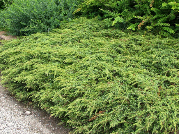 Kääpiökataja Juniperus communis Viheraarni Repanda 30-40