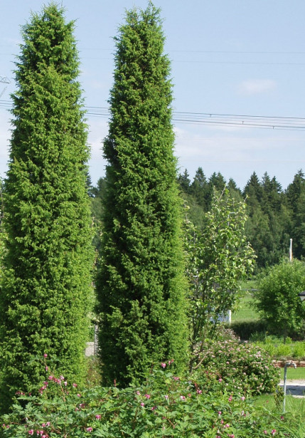 Pilarikataja Juniperus communis Viheraarni Suecica 80-100