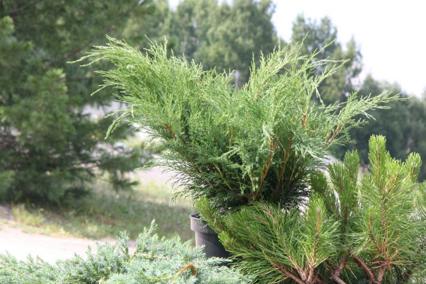 Rohtokataja Juniperus sabina Viheraarni 30-40