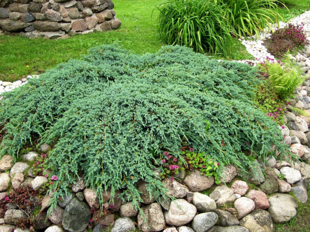 Lamosinikataja Juniperus sq. Viheraarni Blue Carpet 30-40