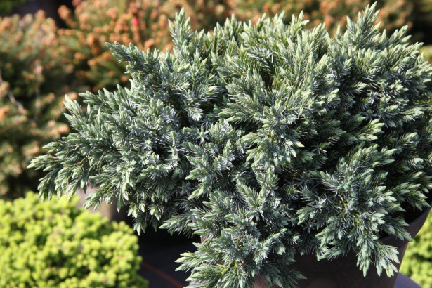 Kääpiösinikataja Juniperus sq. Viheraarni Blue Star 20-25