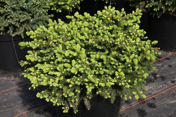 Pesäkuusi Picea abies Viheraarni Nidiformis 30-40