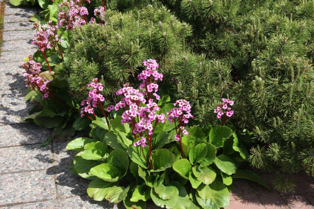 Vuorimänty Pinus mugo var. Mughus Viheraarni 30-40