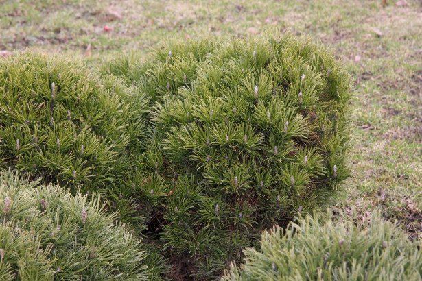 Kääpiövuorimänty Pinus mugo var. Pumilio Viheraarni 25-30