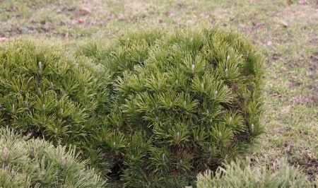 Kääpiövuorimänty Pinus mugo var. Pumilio Viheraarni 30-40
