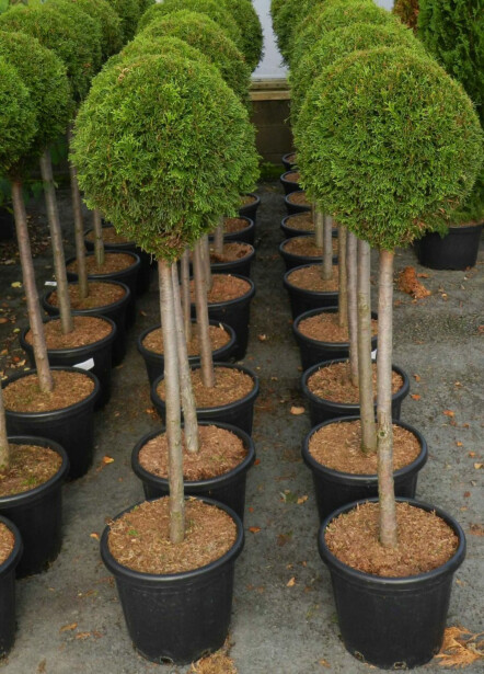 Timanttituija Viheraarni Thuja Occ. Smaragd Pallo 80cm