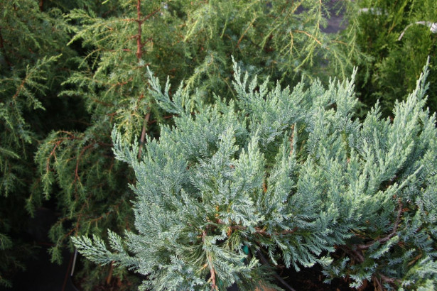 Sinilaakakataja Juniperus hor. Viheraarni Blue Chip 30-40