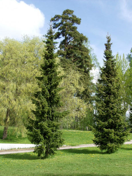 Serbiankuusi Picea glauca Viheraarni Picea omorika 100-120
