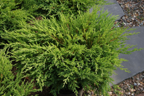 Laakakataja Juniperus h. Viheraarni Andorra Compact 30-40