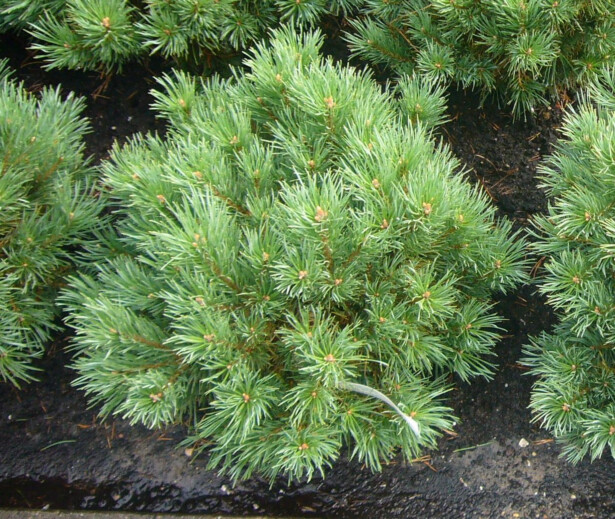 Kääpiövuorimänty Viheraarni Pinus Mugo Var. Pumilio 40-50