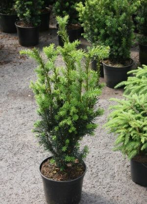 Kääpiöjapaninmarjakuusi Viheraarni Taxus Cuspidata Nana 40-50