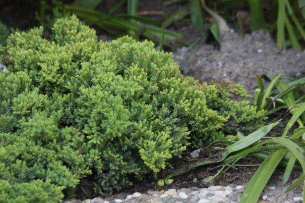 Harokataja Juniperus procumbens Viheraarni Nana 30-40