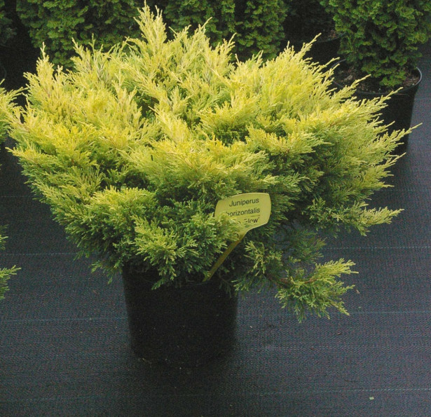 Keltalaakakataja Juniperus hor. Viheraarni Lime Glow 25-30