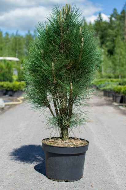 Pilarimustamänty Viheraarni Pinus Nigra Green Tower 40-60