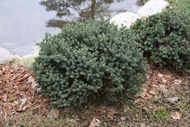 Sinisiilikuusi Picea glauca Viheraarni Echiniformis 25-30