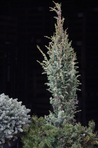 Pikkupilarikataja Juniperus communis Viheraarni Sentinel 60-80