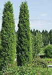 Pilarikataja Viheraarni Juniperus Communis Pyramidalis 100-120