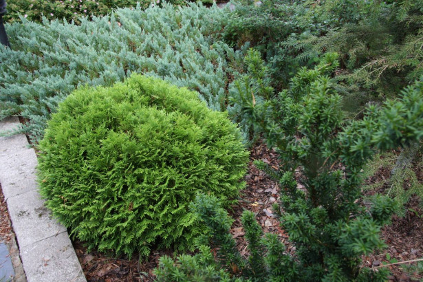 Kääpiöpallotuija Thuja occ. Viheraarni Danica 25-30