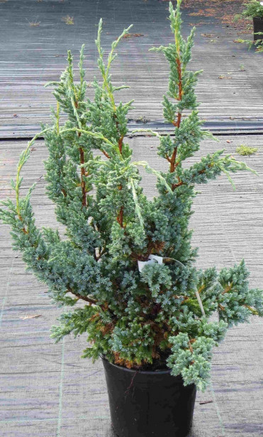 Rohtokataja Juniperus sq. Viheraarni Blue Compact 30-40