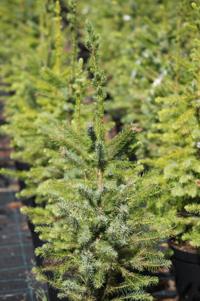 Serbiankuusi Viheraarni Picea Omorika 60-80