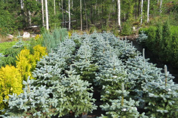 Hopeakuusi Viheraarni Picea Pungens Super Blue 100-120