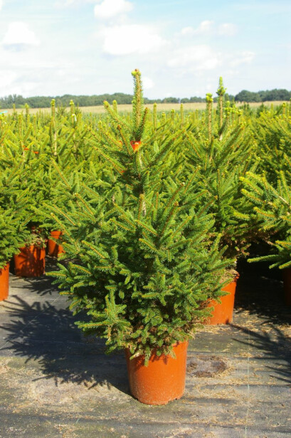 Kääpiökuusi Viheraarni Picea Abies Wills Zwerg 120-140