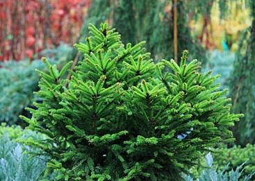 Pallokuusi Viheraarni Picea Abies Ohlendorffii 25-30