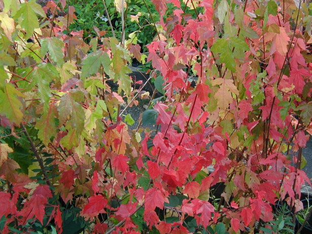 Mongolianvaahtera Acer tataricum subs. ginnala Viheraarni