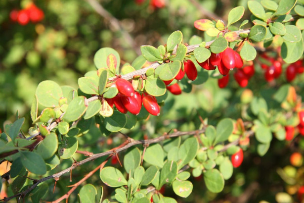 Japaninhappomarja Berberis thunbergii Viheraarni