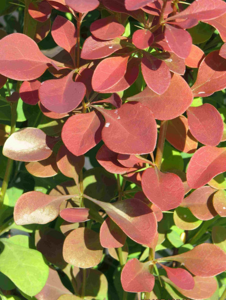 Purppurahappomarja Berberis thunbergii Viheraarni Atropurpurea