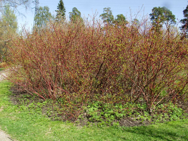 Korallikanukka Cornus alba Viheraarni Sibirica