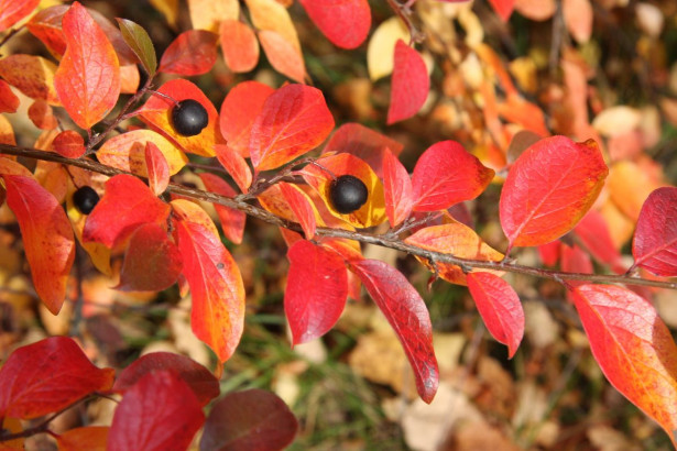 Kiiltotuhkapensas Cotoneaster lucidus Viheraarni