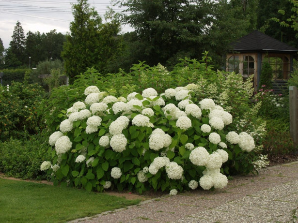 Pallohortensia Hydrangea arborescens Viheraarni Annabelle