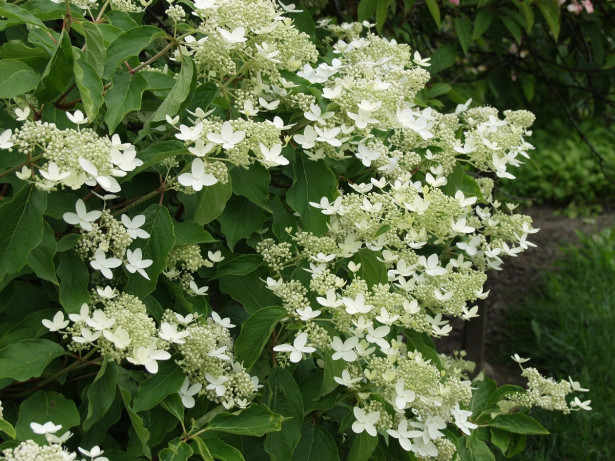 Kuutamohortensia Hudrangea paniculata Viheraarni Praecox