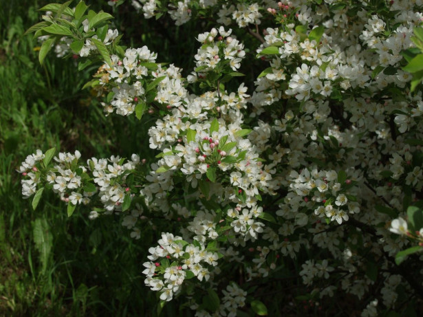 Marjaomenapensas Malus toringo var sargentii Viheraarni