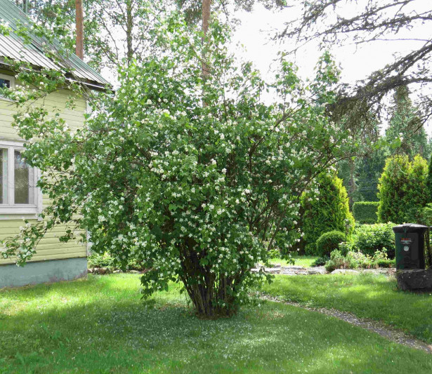 Pihajasmike Philadelphus coronarius Viheraarni